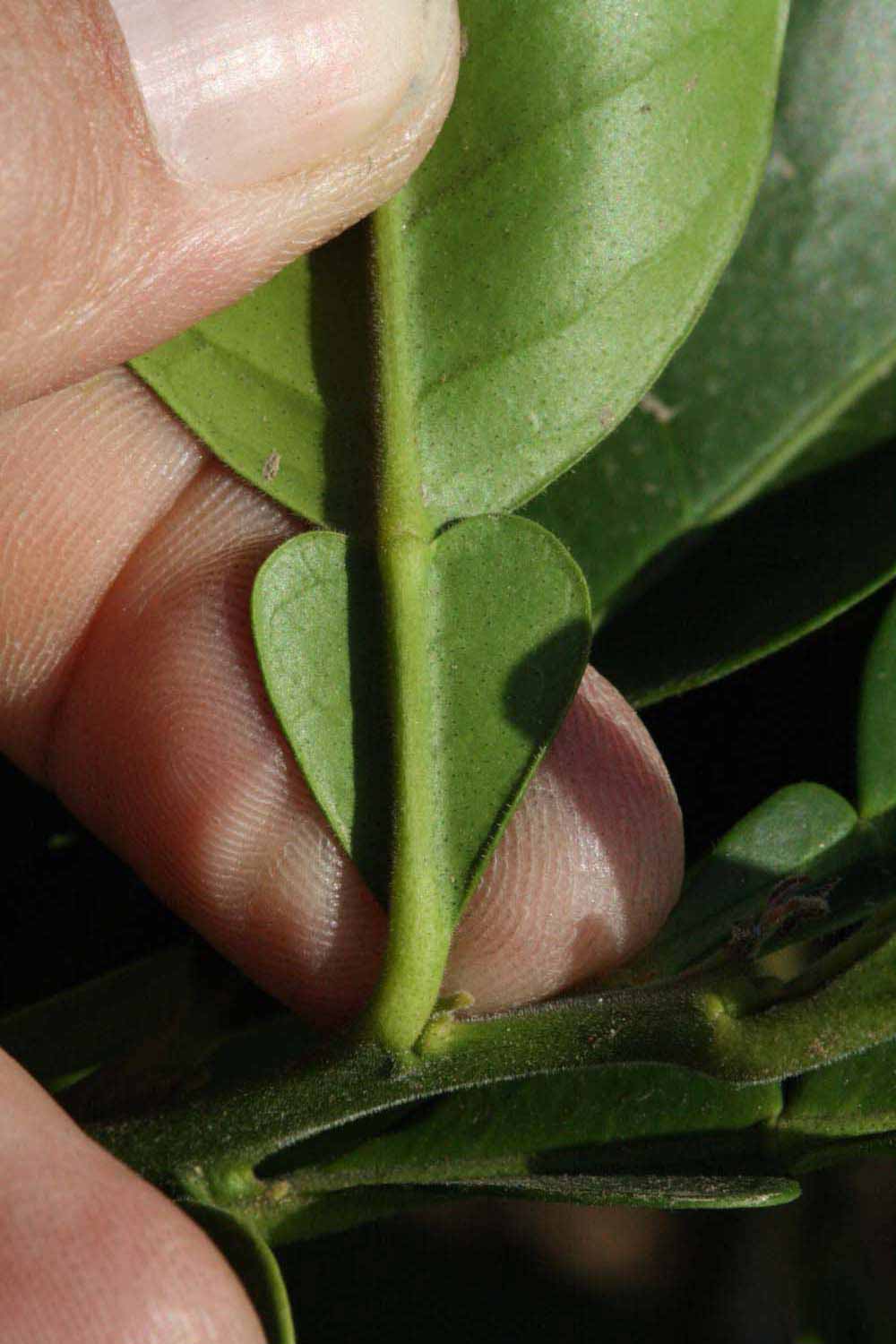              Petiole (Riverside, CA)       